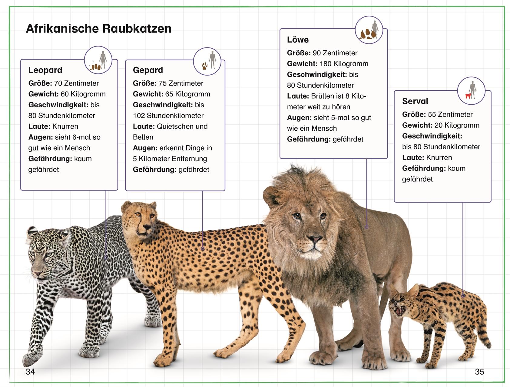 Beispielinhalt (Bild) SUPERLESER! Annas Safari-Tagebuch