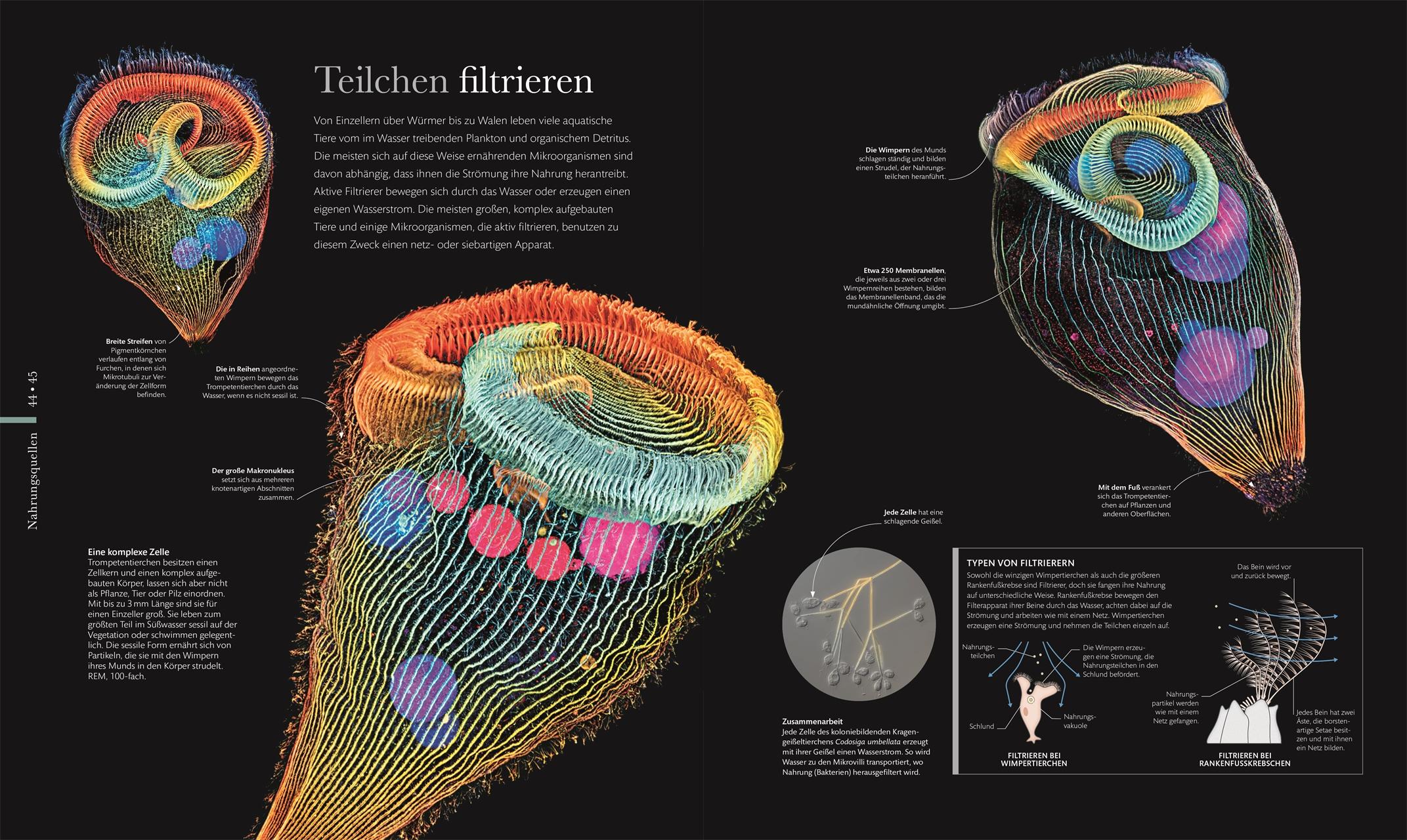 Beispielinhalt (Bild) Mikrokosmos - Wunderwelt der kleinsten Lebewesen
