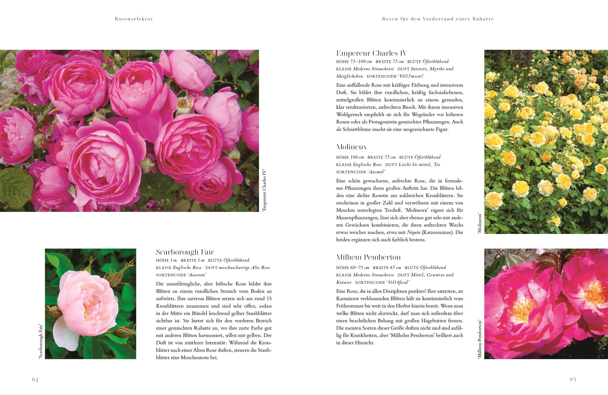 Beispielinhalt (Bild) Rosen