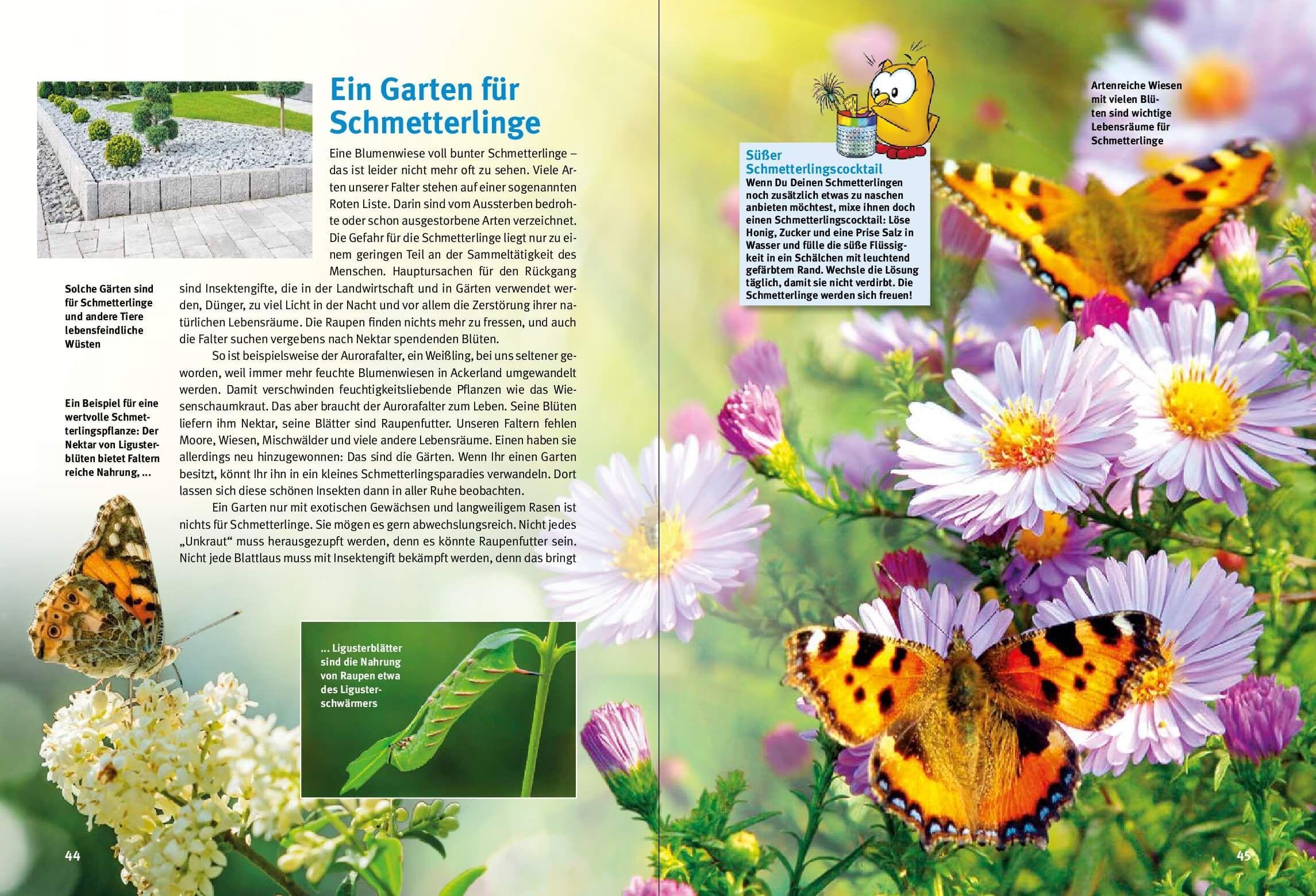 Beispielinhalt (Bild) Entdecke die Schmetterlinge