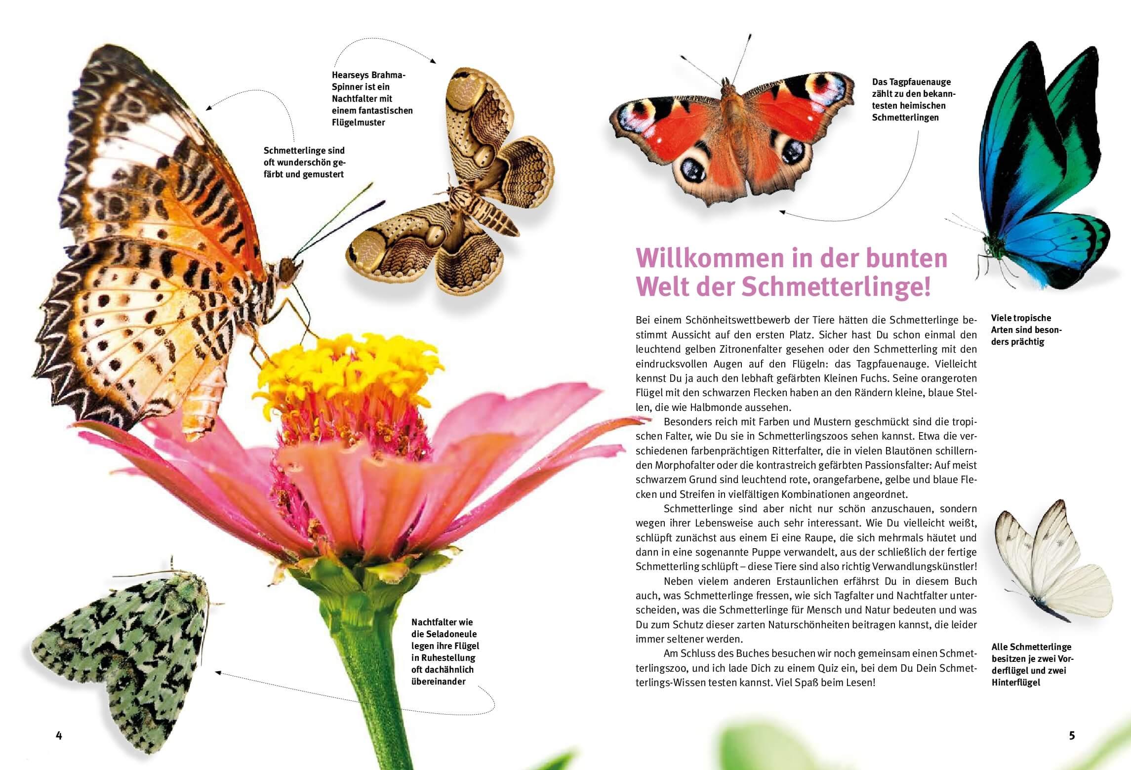Beispielinhalt (Bild) Entdecke die Schmetterlinge