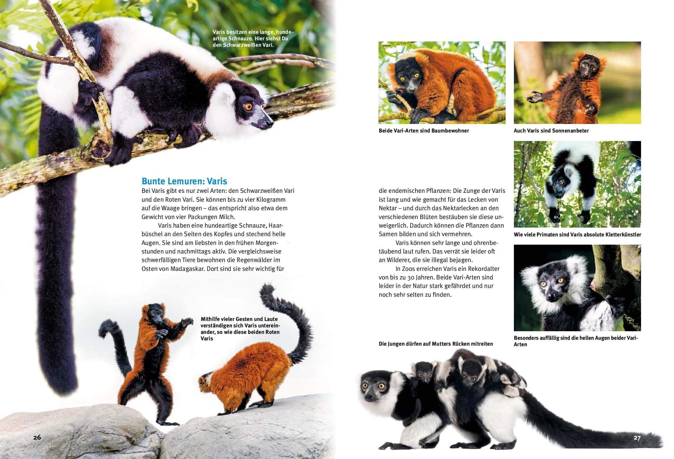 Beispielinhalt (Bild) Entdecke Affen und Lemuren
