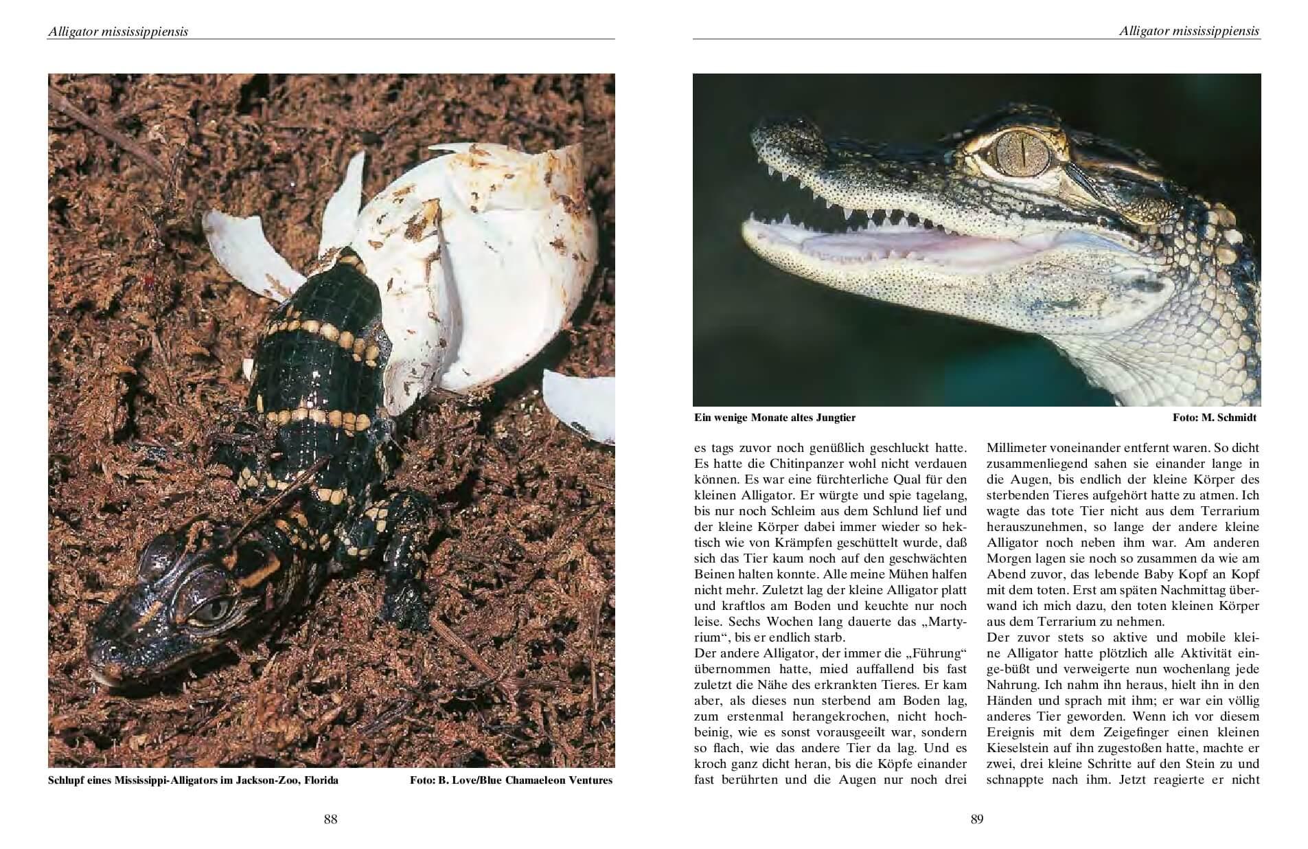 Beispielinhalt (Bild) Krokodile