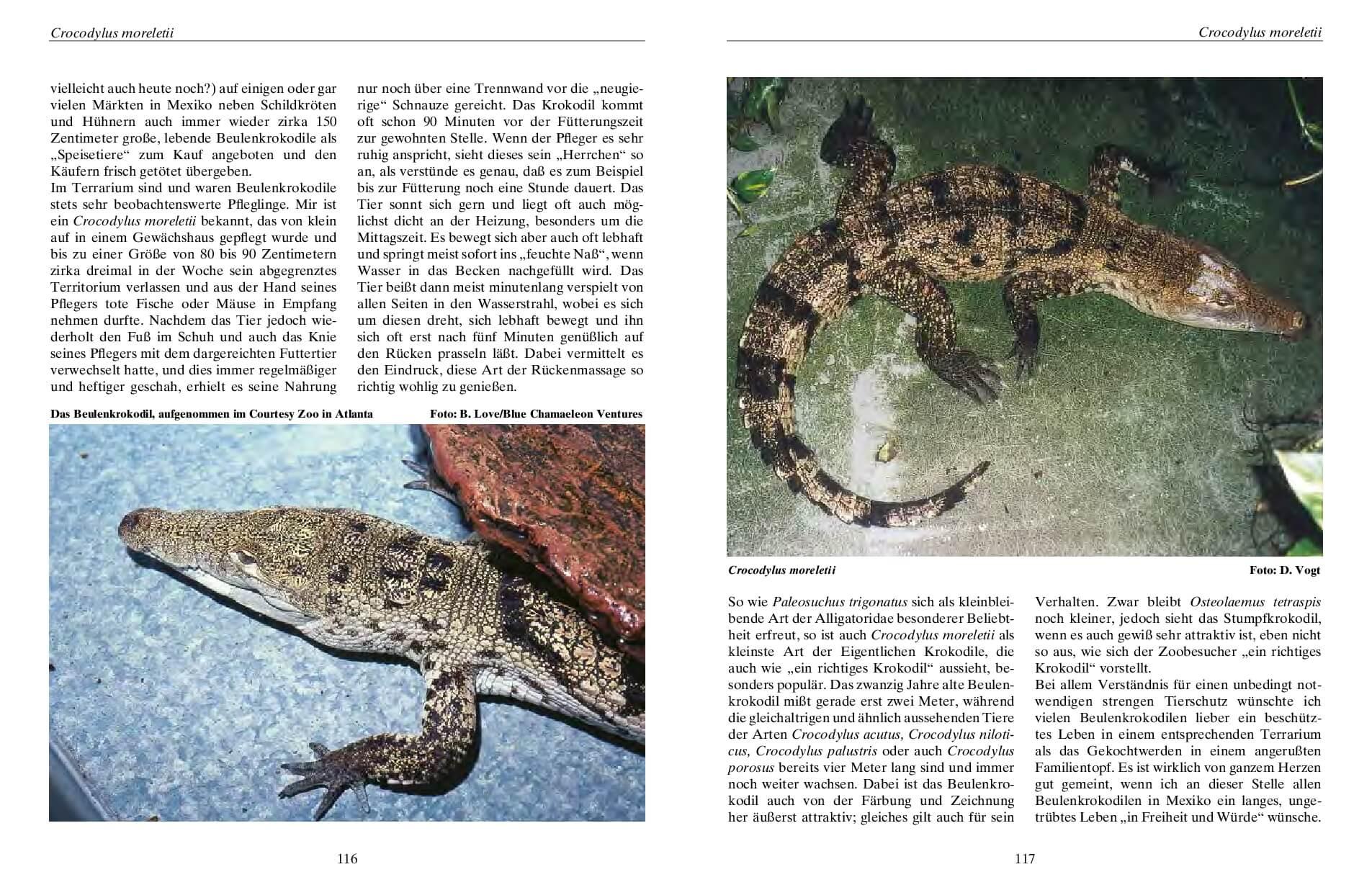 Beispielinhalt (Bild) Krokodile