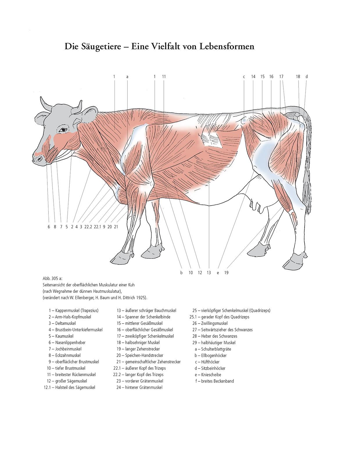 Beispielinhalt (Bild) Gestalt und Anatomie
