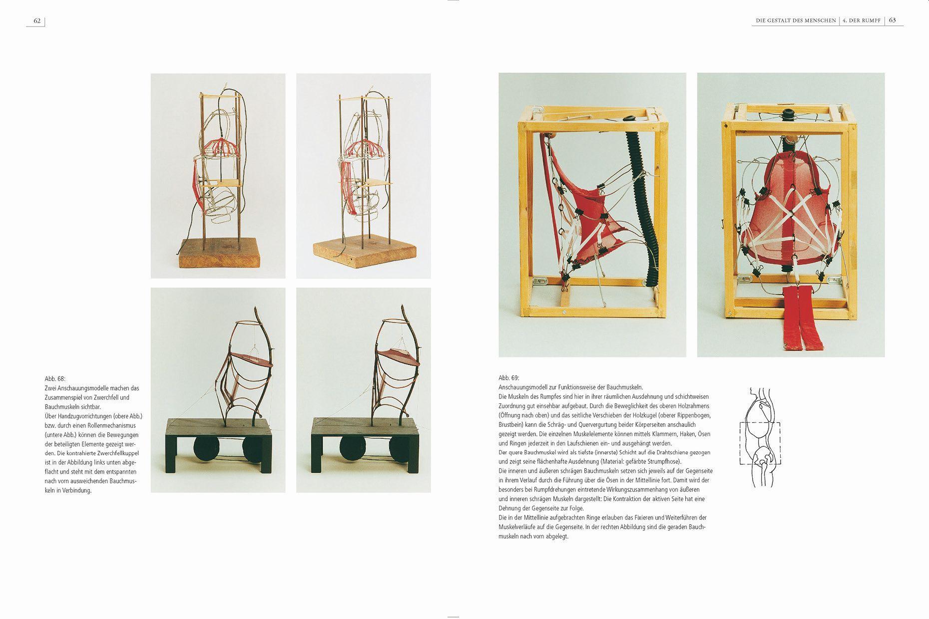 Beispielinhalt (Bild) Gestalt und Anatomie