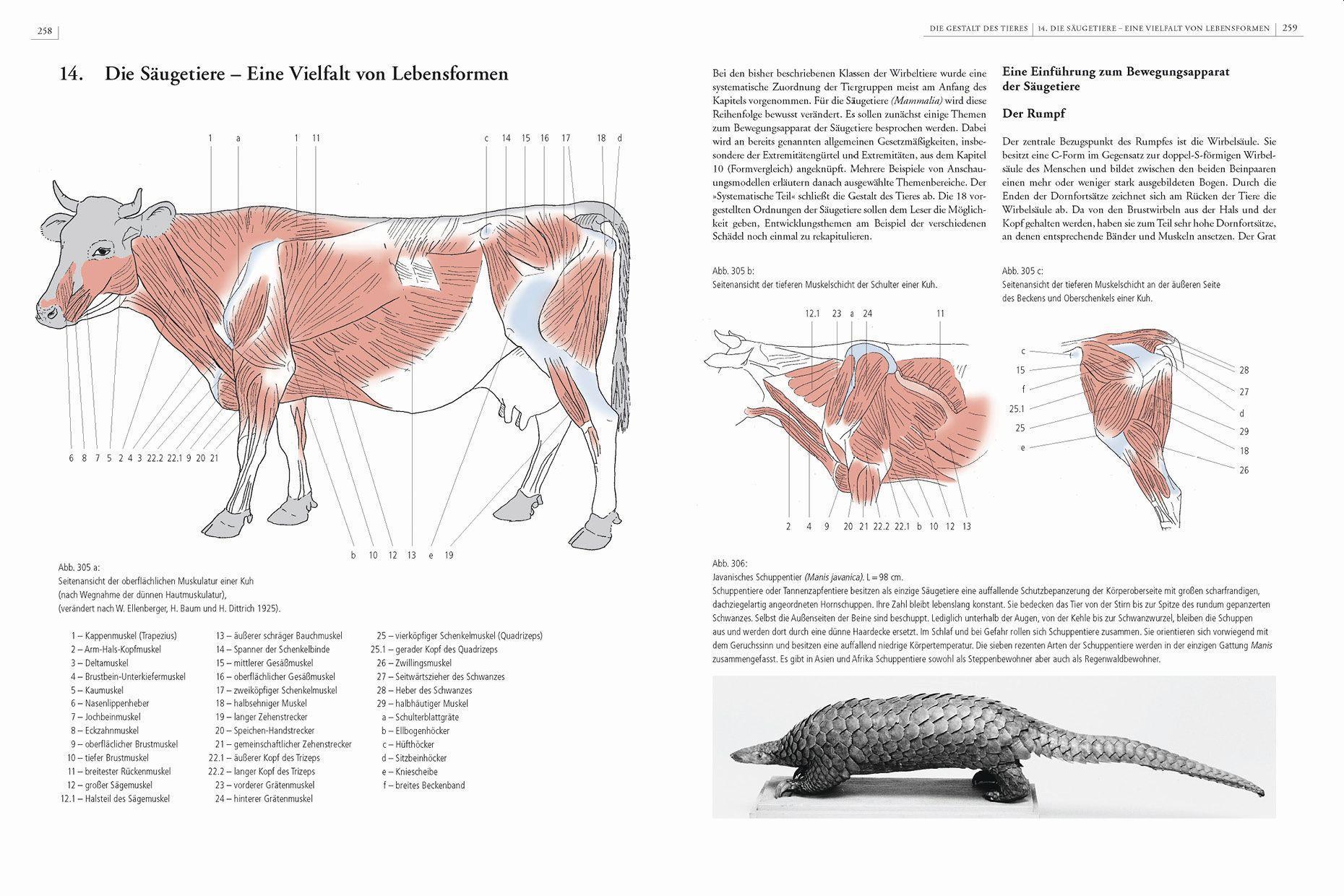 Beispielinhalt (Bild) Gestalt und Anatomie