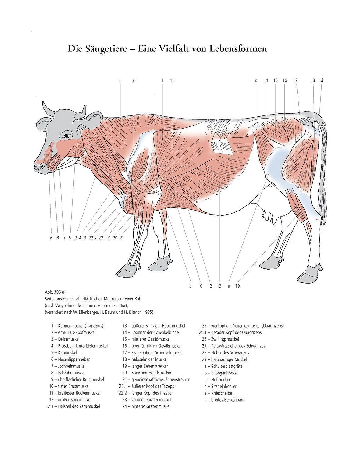 Beispielinhalt (Bild) Gestalt und Anatomie