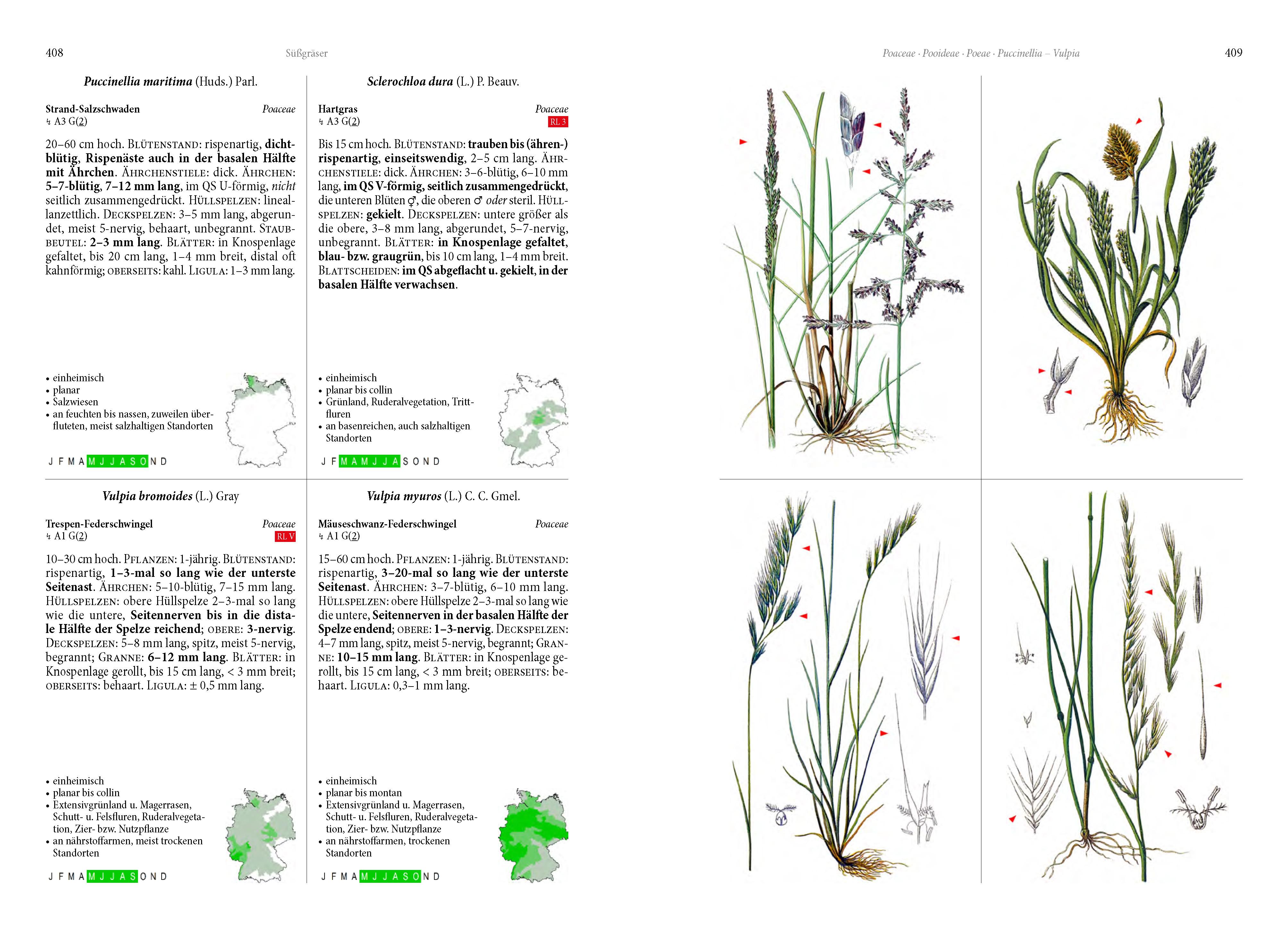 Beispielinhalt (Bild) Die Flora von Deutschland. Alle heimischen Arten
