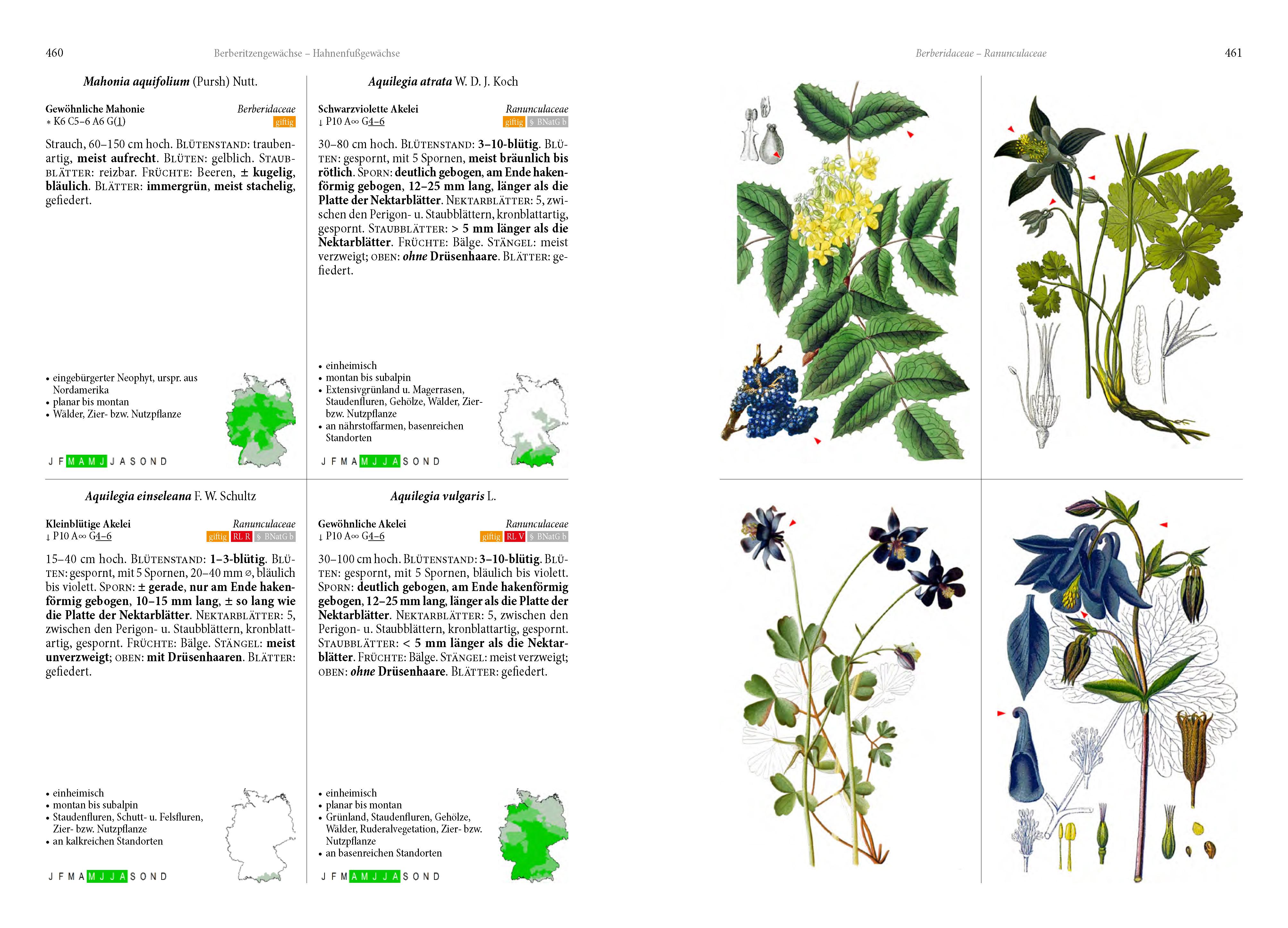 Beispielinhalt (Bild) Die Flora von Deutschland. Alle heimischen Arten