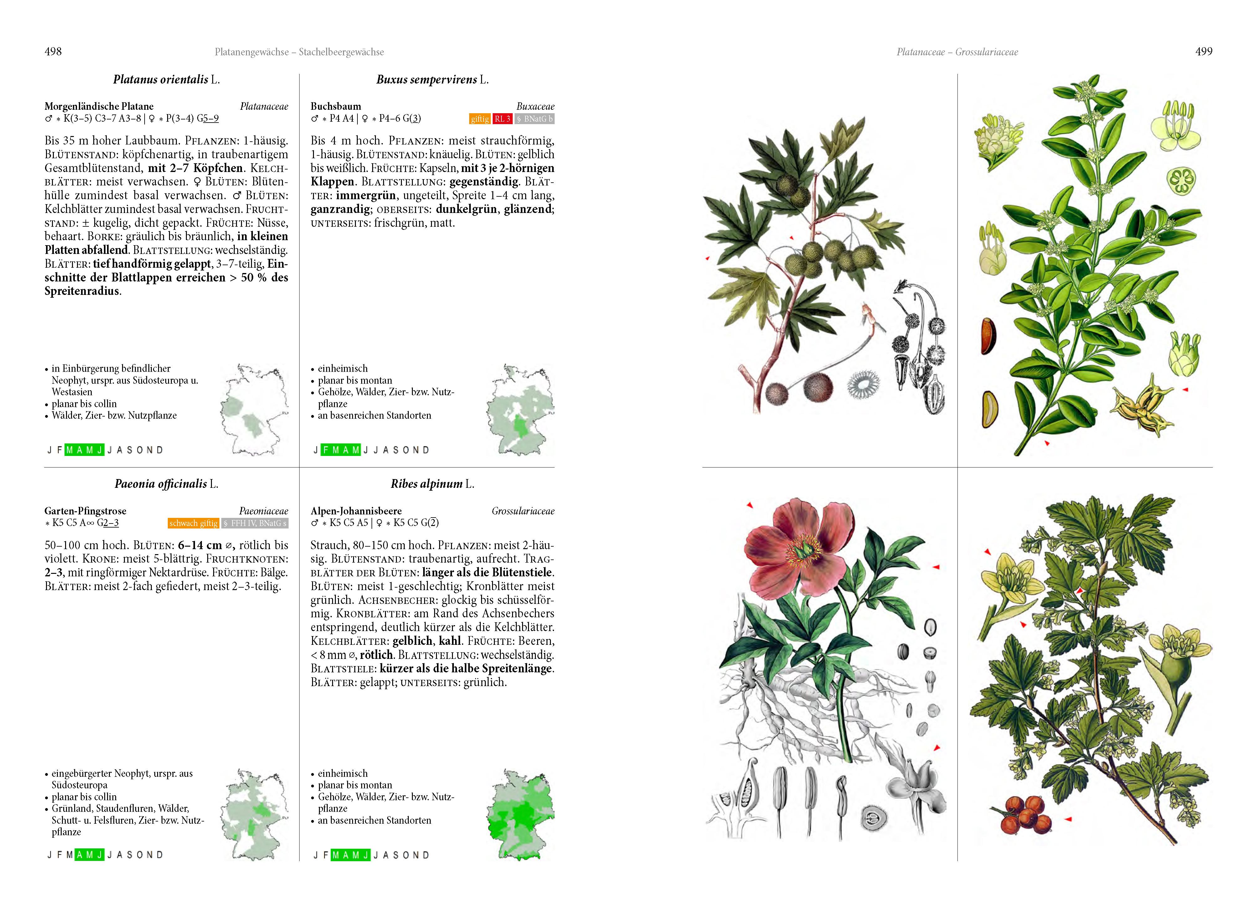 Beispielinhalt (Bild) Die Flora von Deutschland. Alle heimischen Arten
