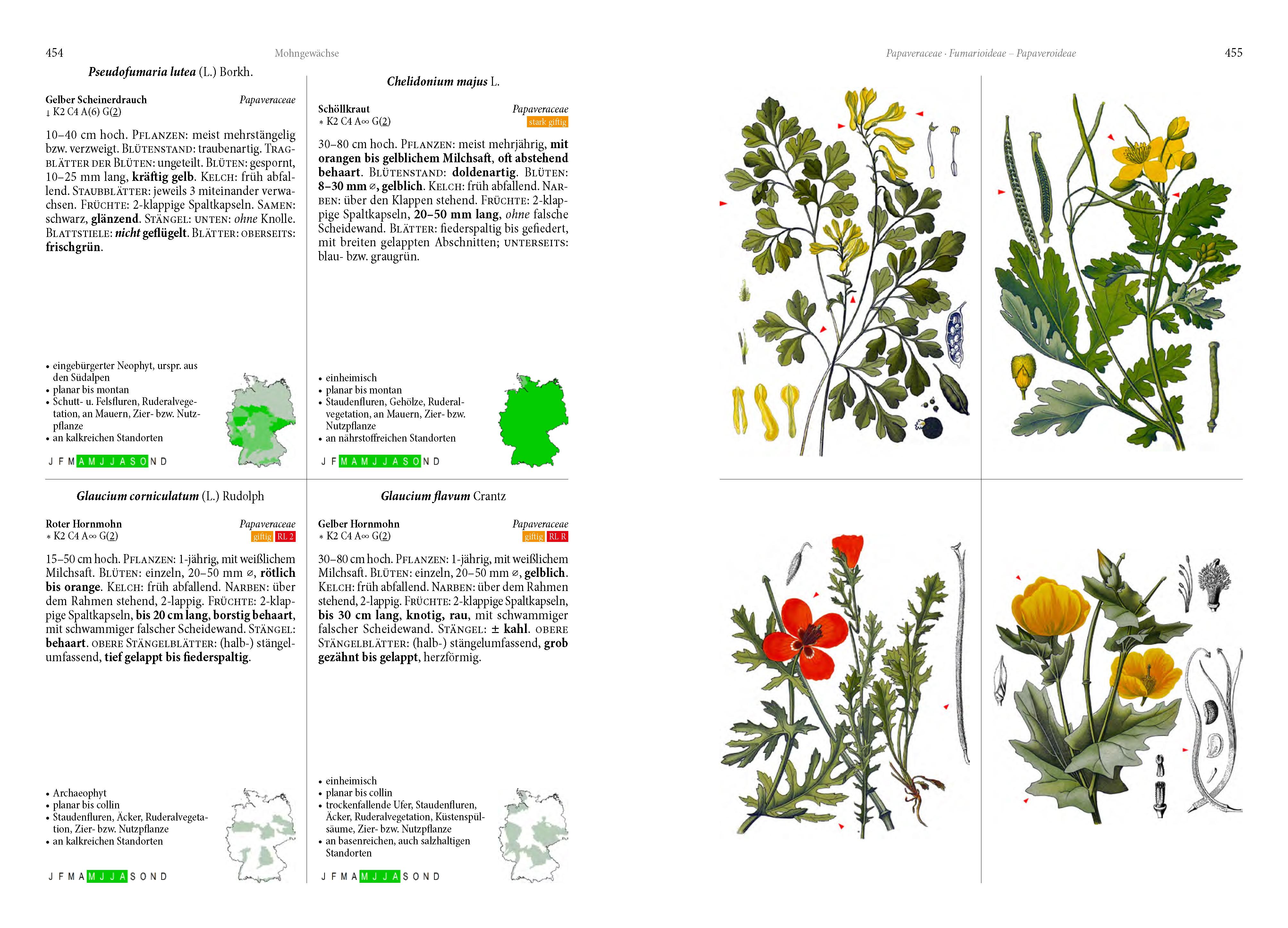 Beispielinhalt (Bild) Die Flora von Deutschland. Alle heimischen Arten