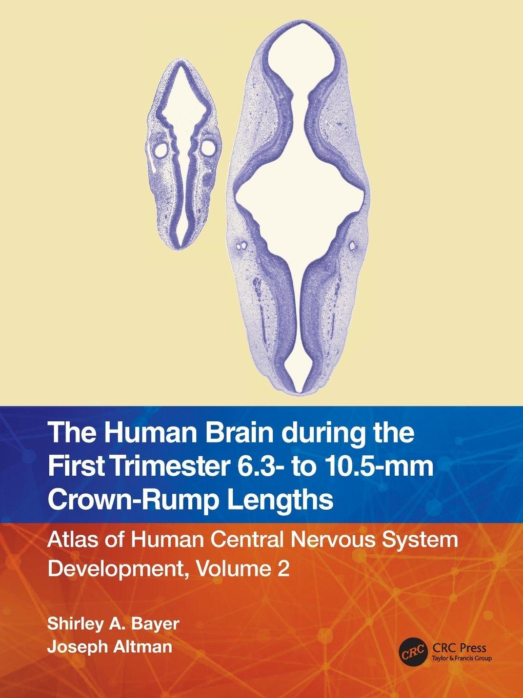 Vorderes Coverbild The Human Brain during the First Trimester 6.3- to 10.5-mm Crown-Rump Lengths