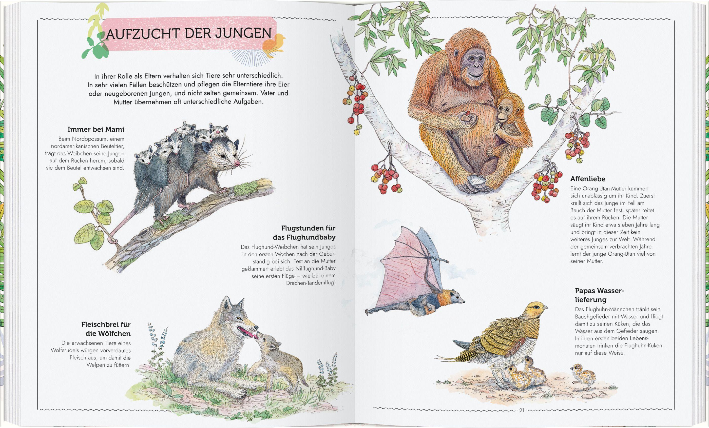 Beispielinhalt (Bild) Mein großes Buch vom Leben der Tiere