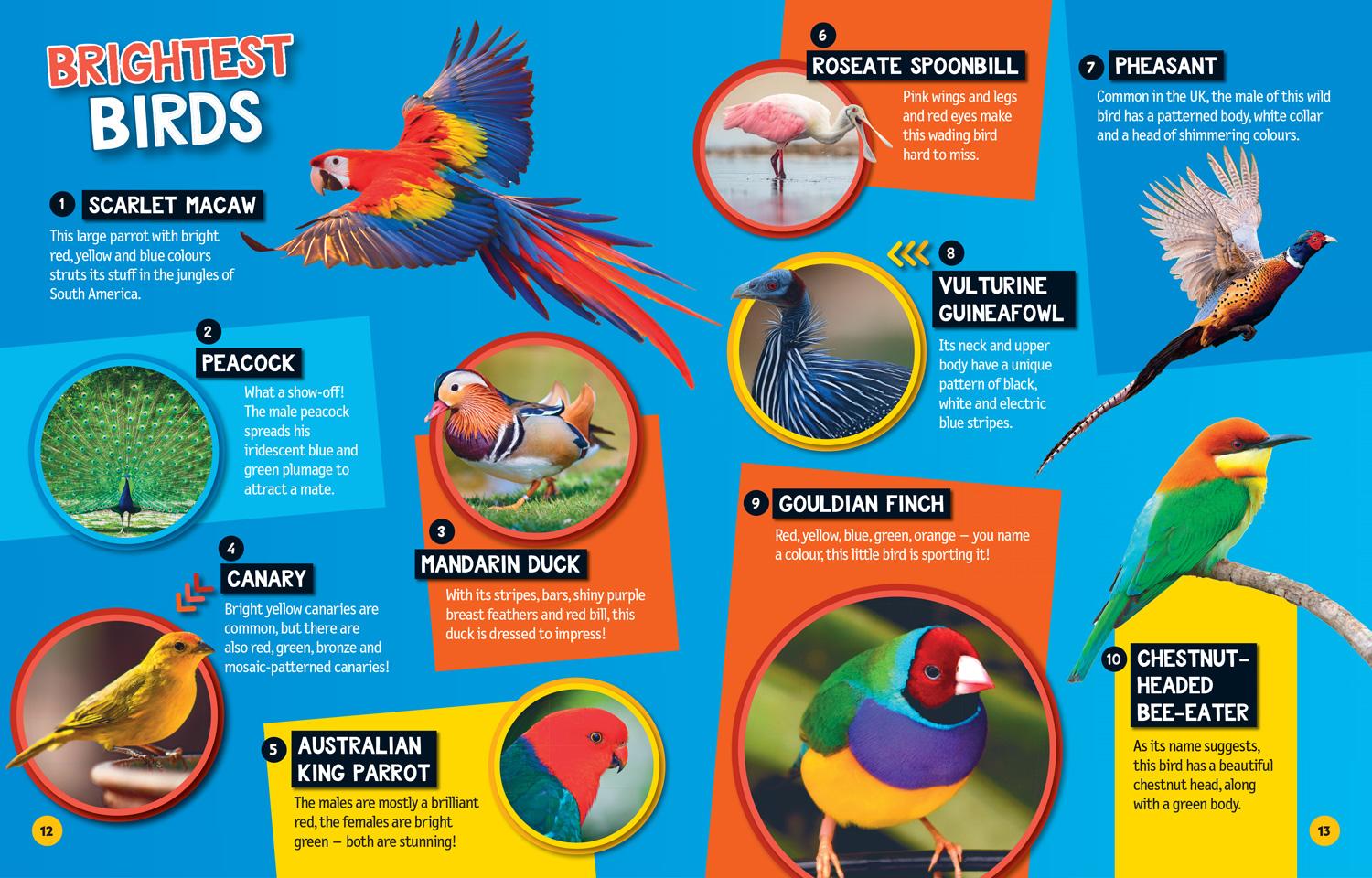 Beispielinhalt (Bild) Top Tens