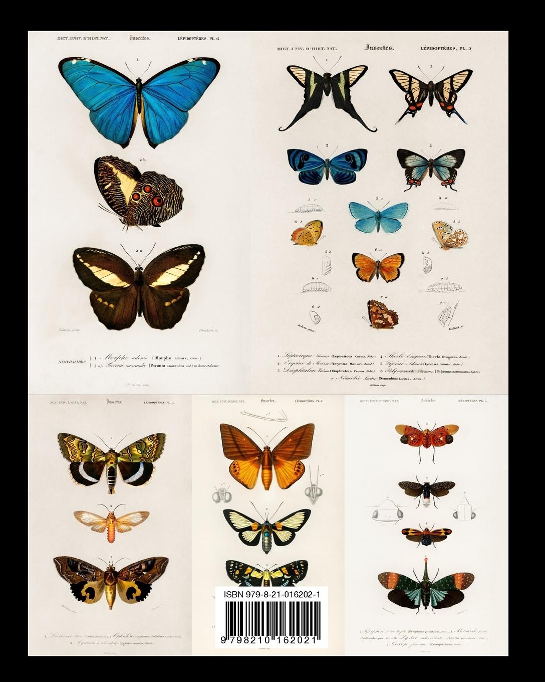 Rückseitencover Vintage Butterflies and Moths Ephemera