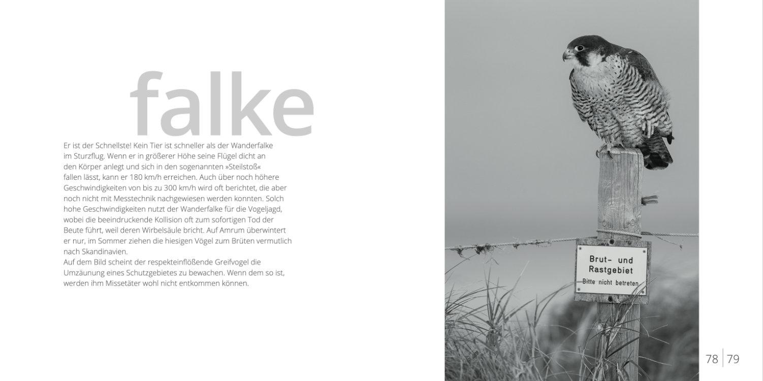 Beispielinhalt (Bild) Mit Ecken und Kanten - Amrumer Gesichter