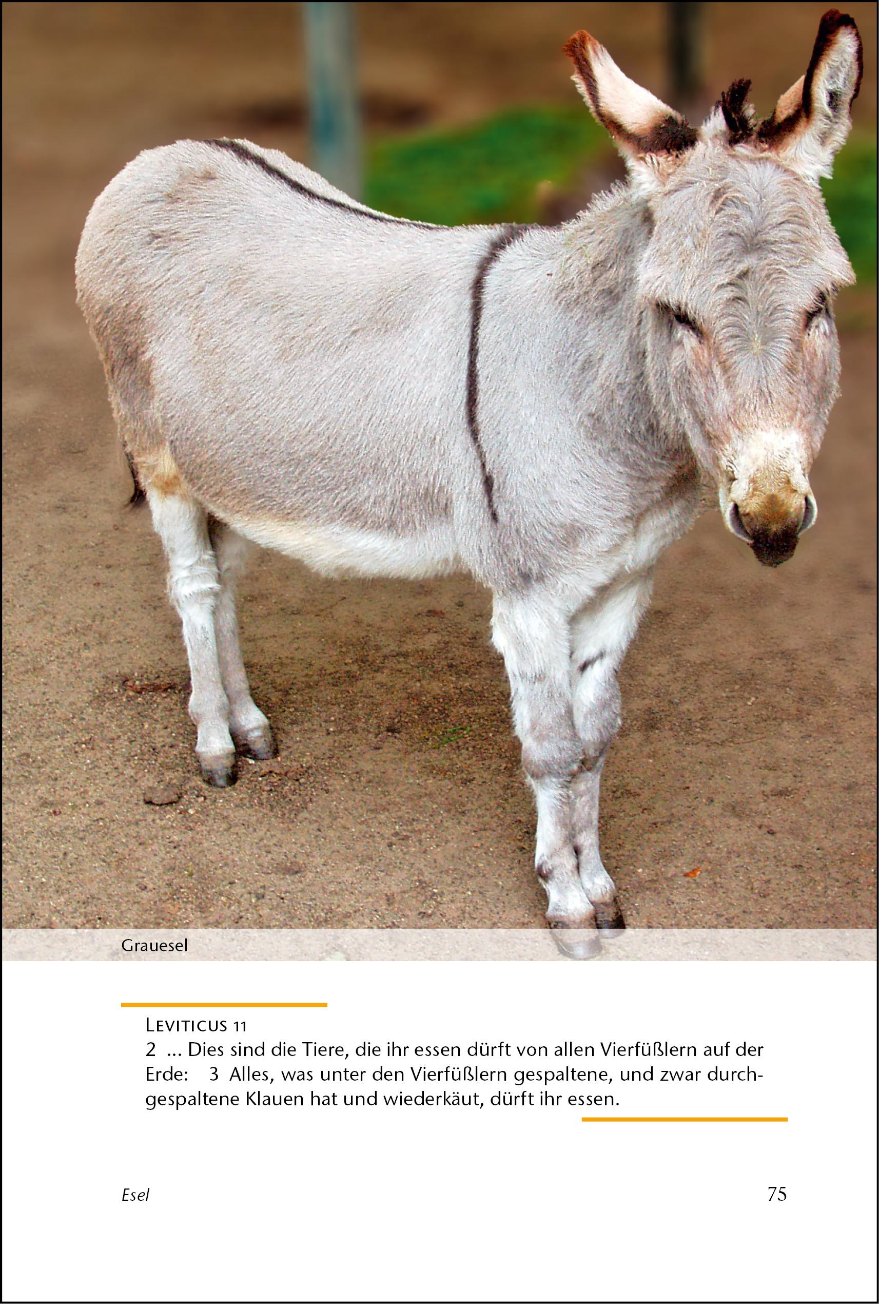 Beispielinhalt (Bild) ... und Gott schuf die Tiere