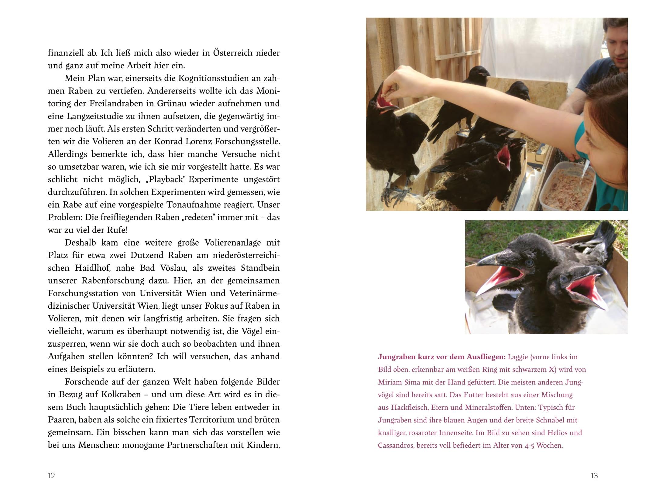 Beispielinhalt (Bild) Raben