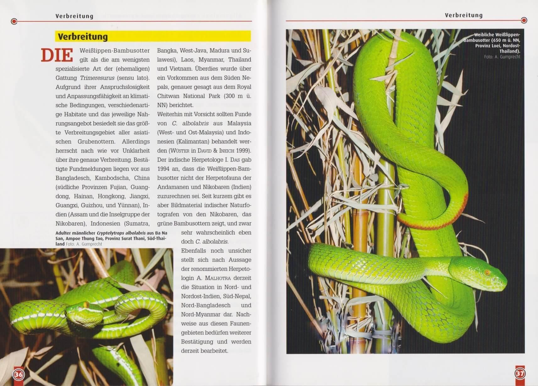Beispielinhalt (Bild) Die Weißlippen-Bambusotter