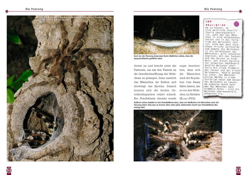 Beispielinhalt (Bild) Die Indische Ornament-Vogelspinne