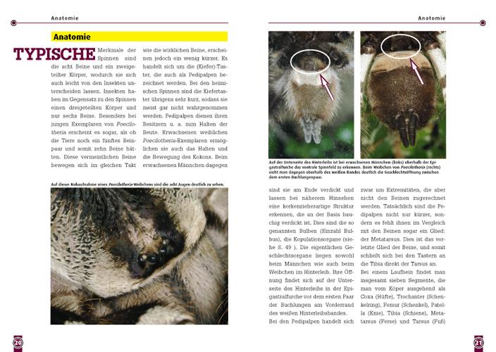 Beispielinhalt (Bild) Die Indische Ornament-Vogelspinne