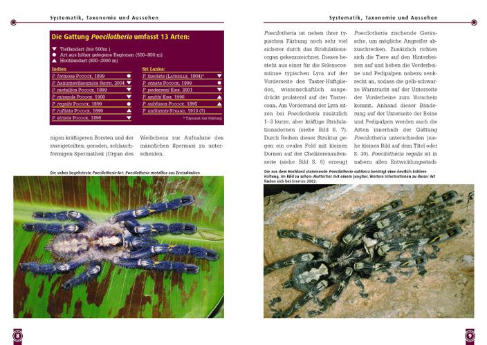 Beispielinhalt (Bild) Die Indische Ornament-Vogelspinne