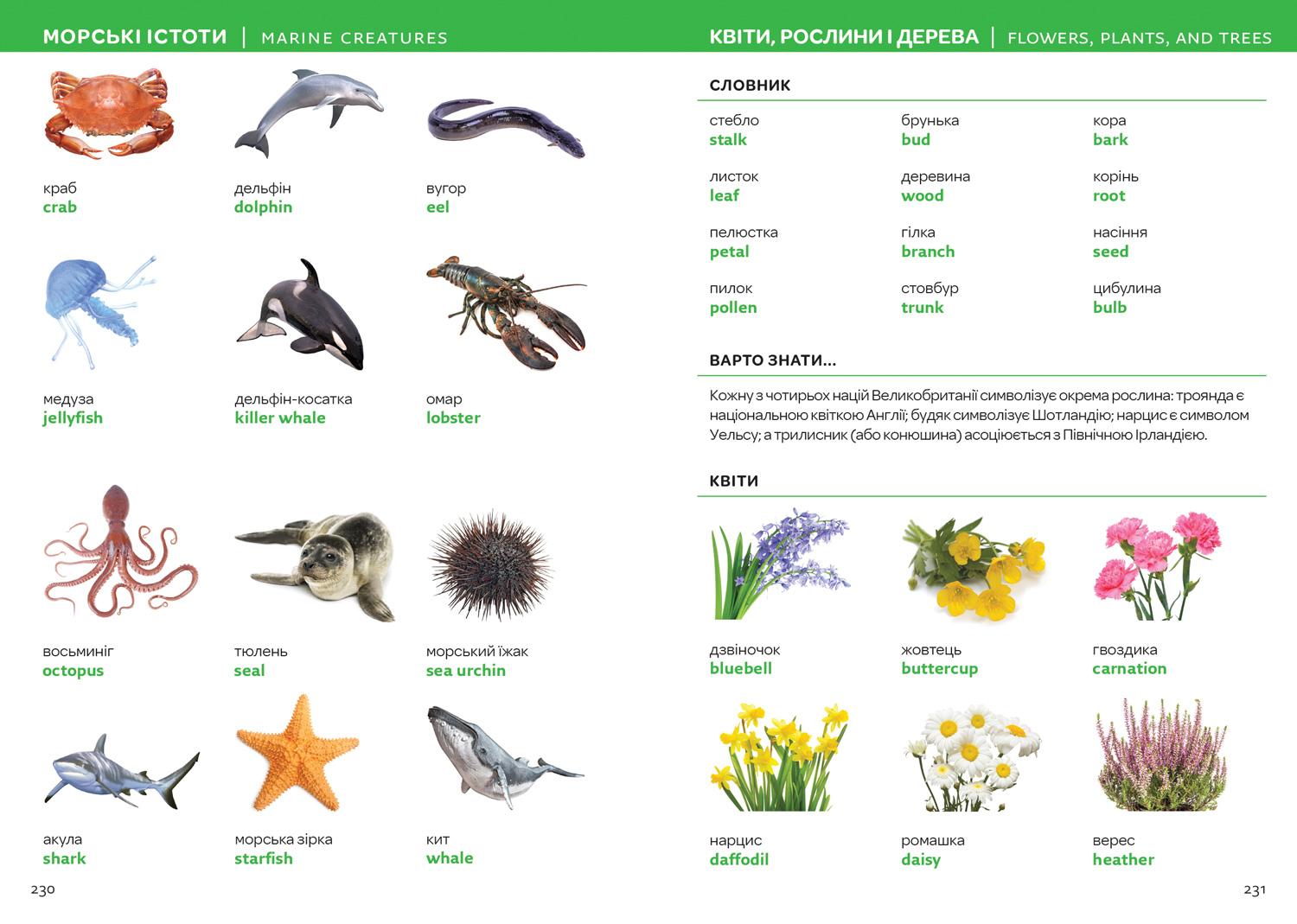 Beispielinhalt (Bild) Ukrainian - English Visual Dictionary - ??????????-??????????? ?????????? ???????