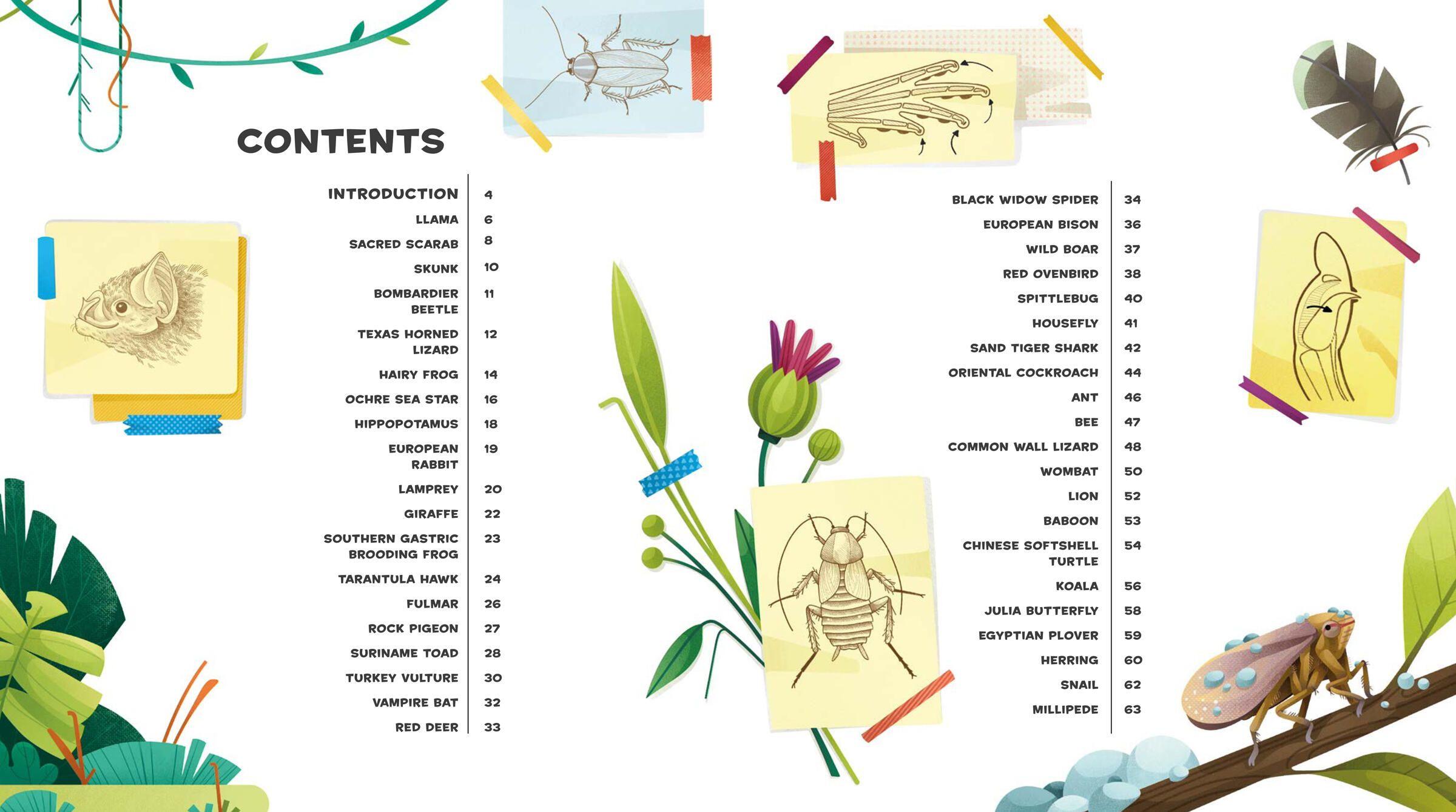 Beispielinhalt (Bild) Weird and Wonderful Gross Animals