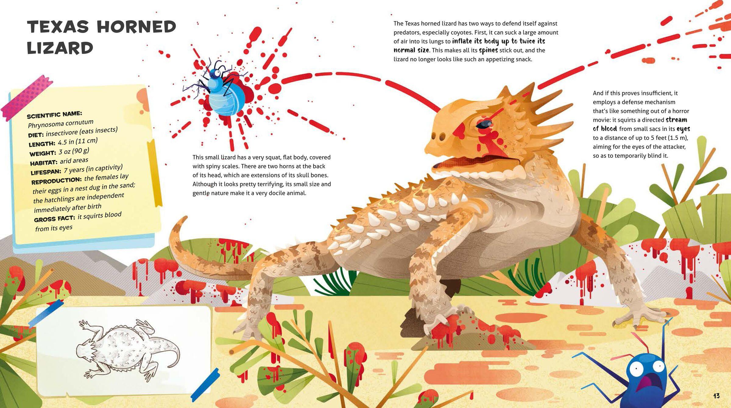 Beispielinhalt (Bild) Weird and Wonderful Gross Animals