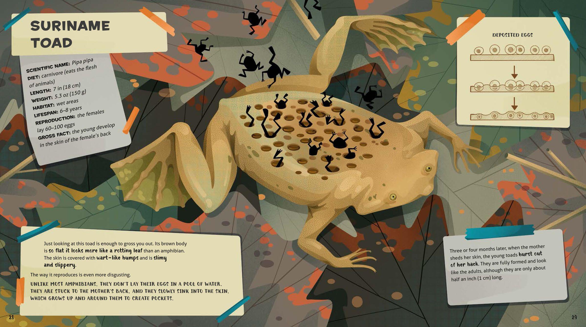 Beispielinhalt (Bild) Weird and Wonderful Gross Animals