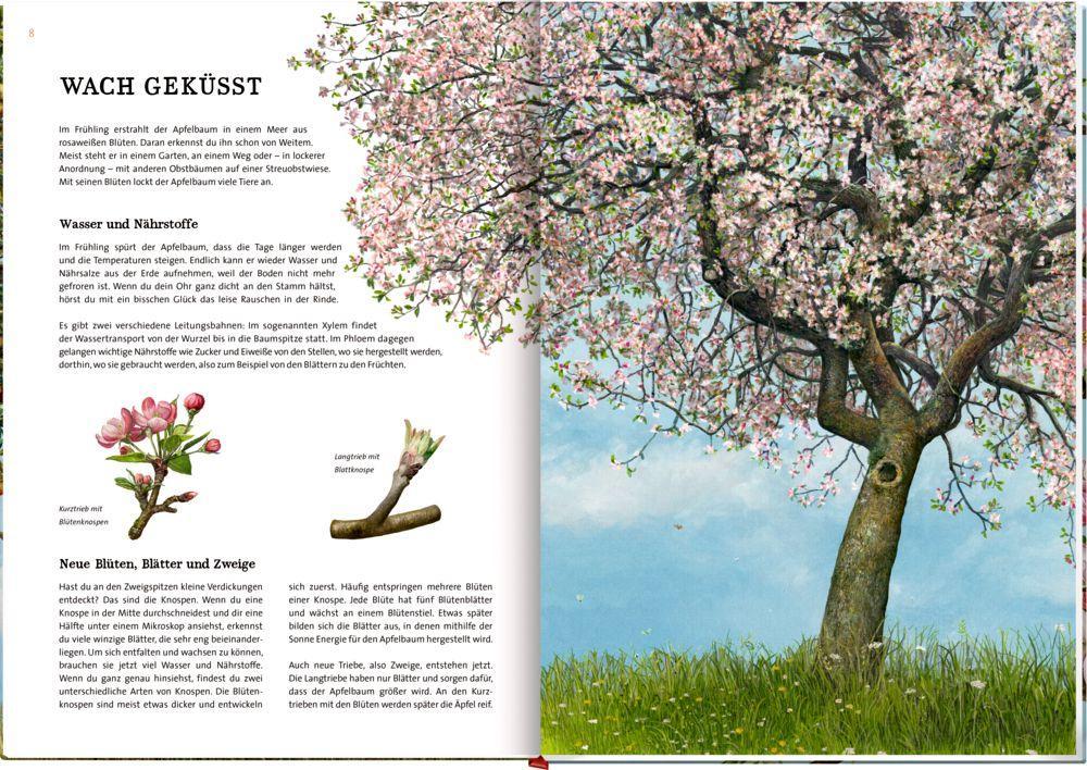 Beispielinhalt (Bild) Das große Buch vom Apfelbaum