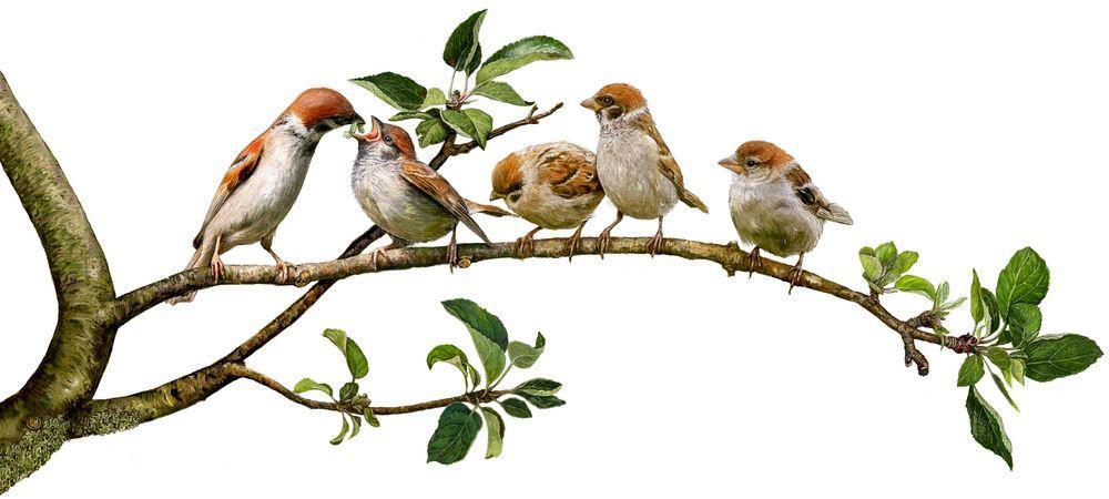 Beispielinhalt (Bild) Das große Buch vom Apfelbaum