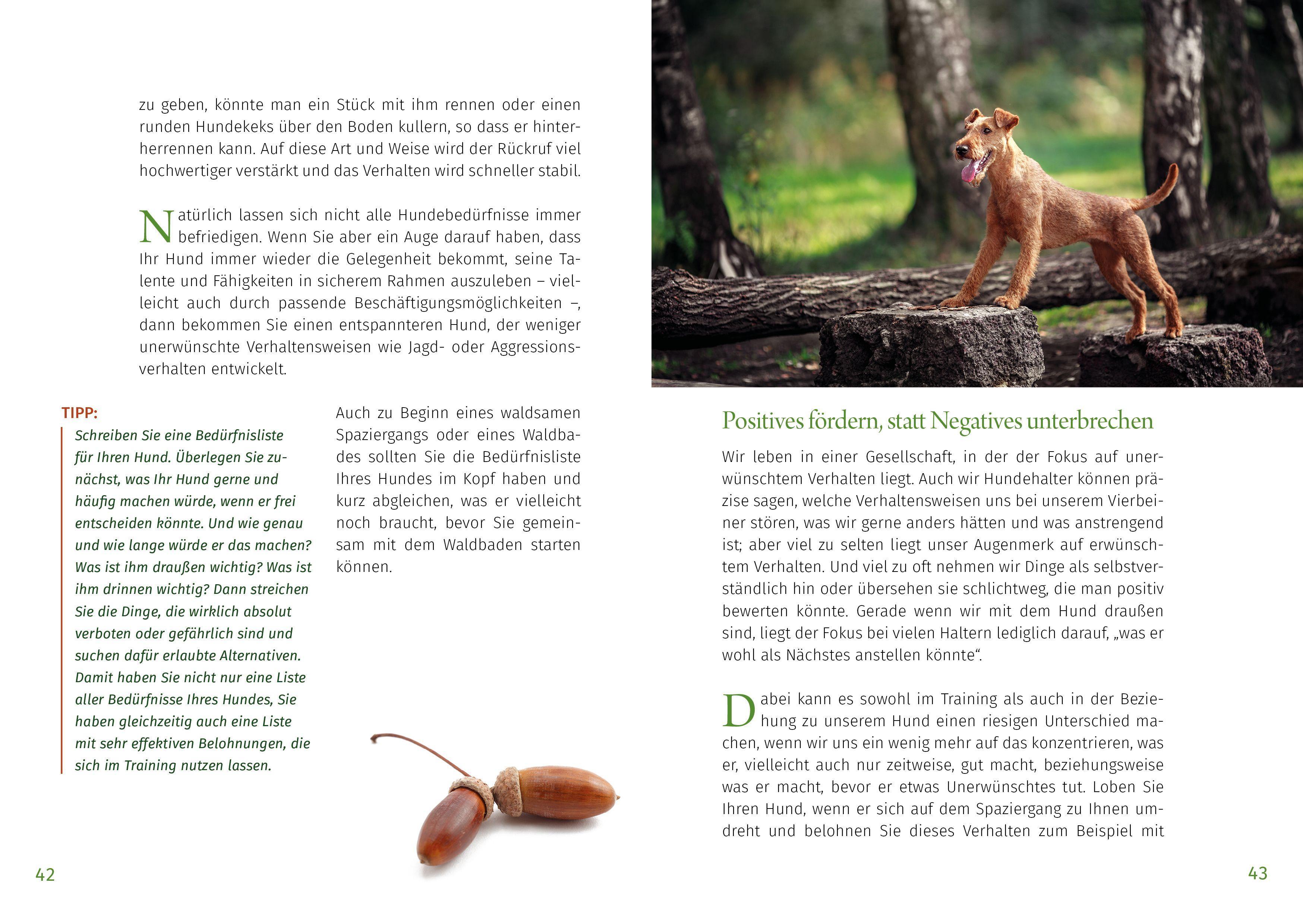 Beispielinhalt (Bild) Waldsamkeit