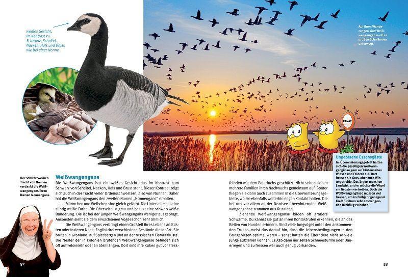 Beispielinhalt (Bild) Entdecke Schwäne, Gänse & Enten