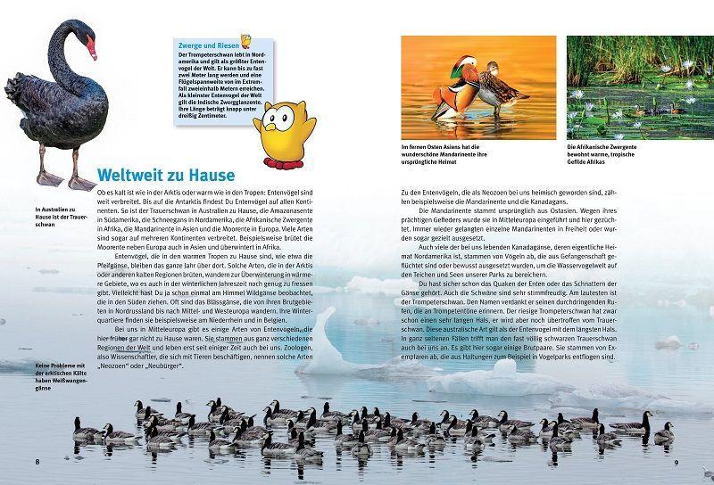 Beispielinhalt (Bild) Entdecke Schwäne, Gänse & Enten