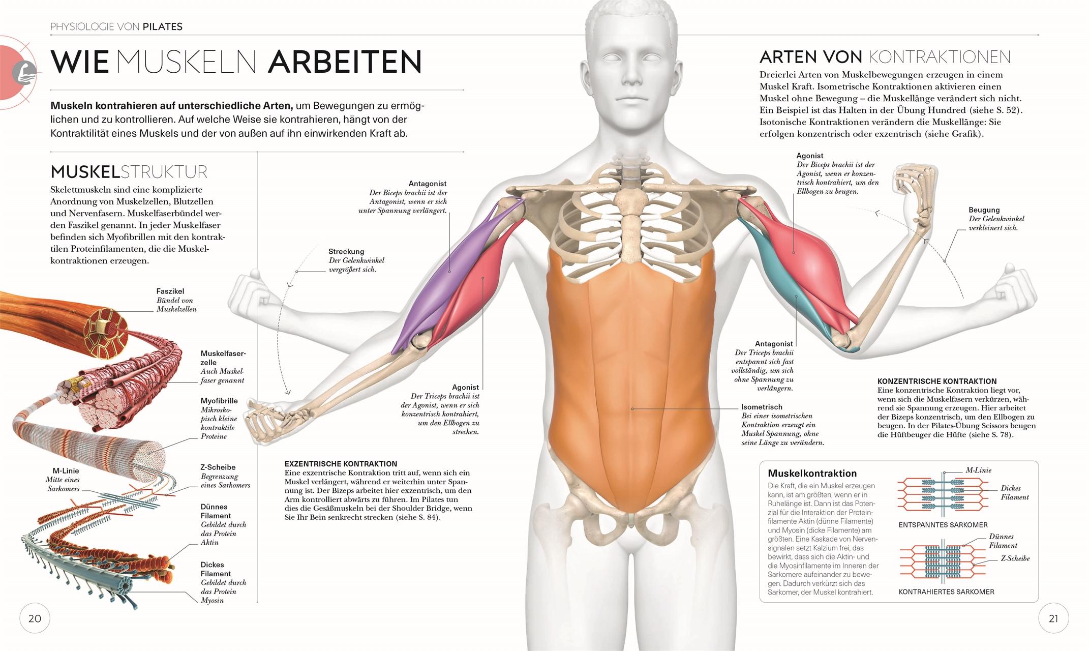 Beispielinhalt (Bild) Pilates - Die Anatomie verstehen