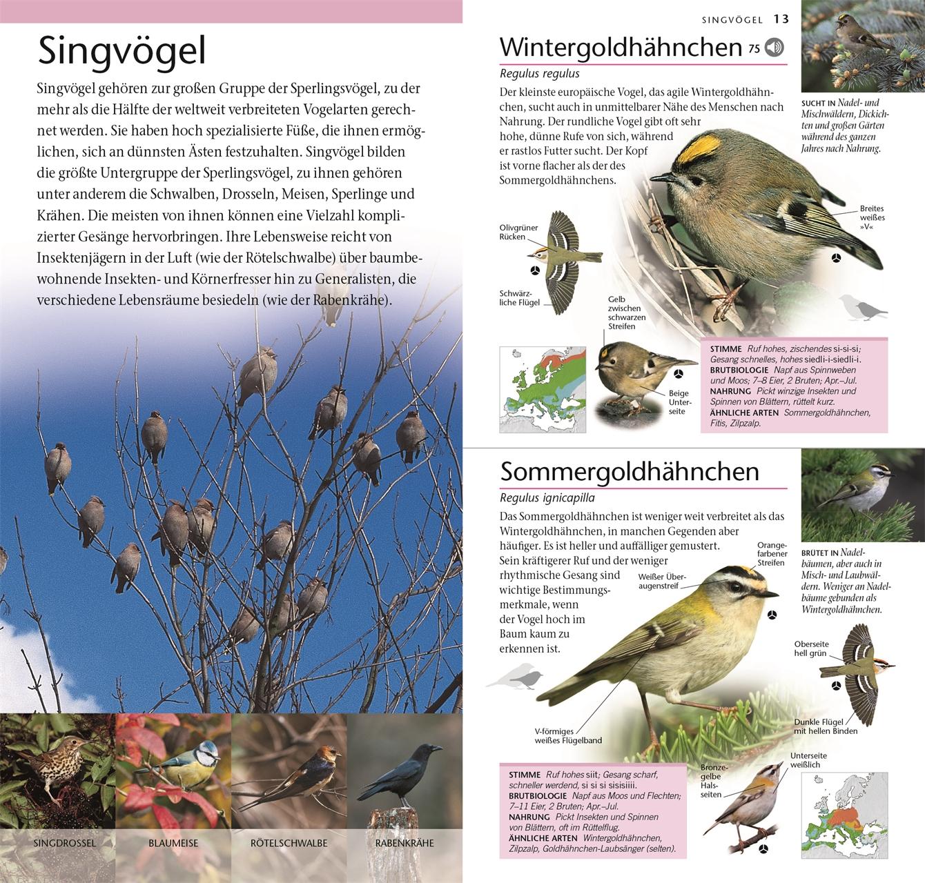 Beispielinhalt (Bild) Vögel