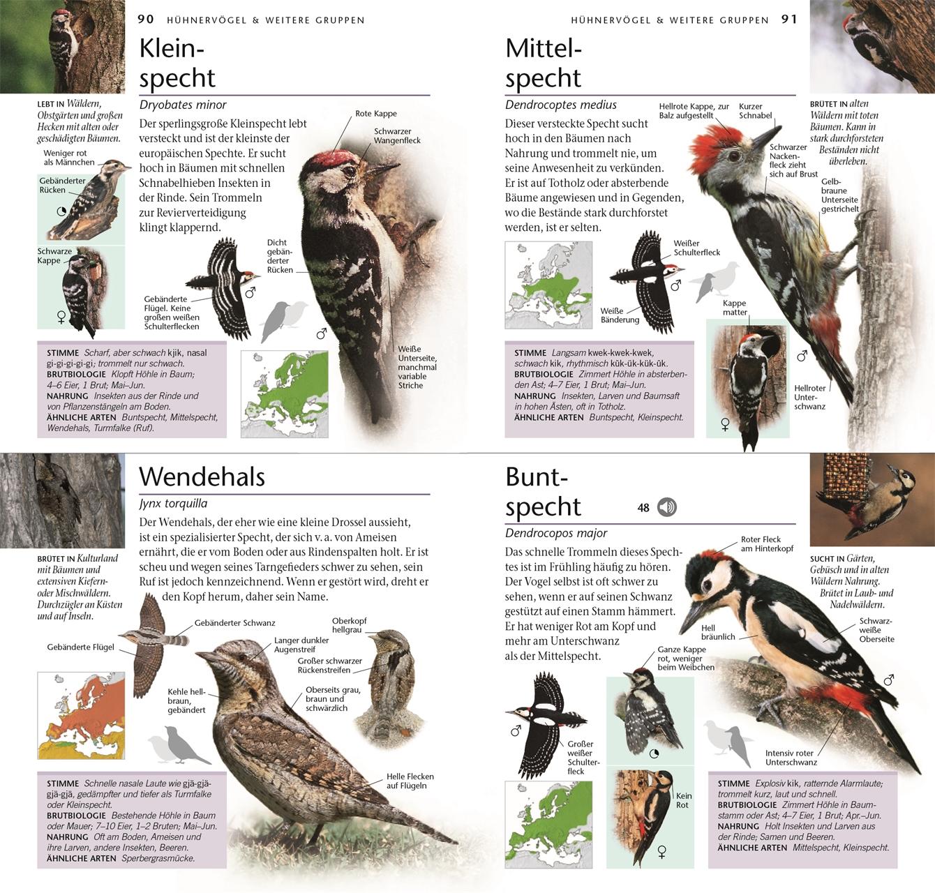 Beispielinhalt (Bild) Vögel