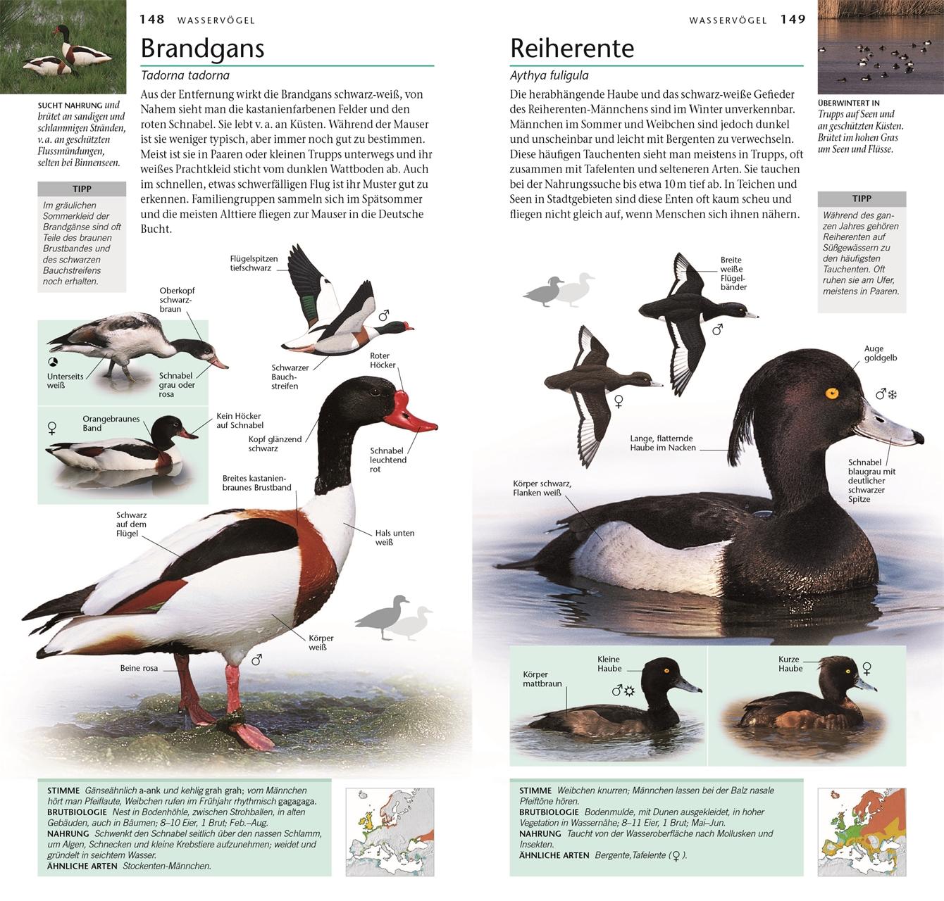 Beispielinhalt (Bild) Vögel