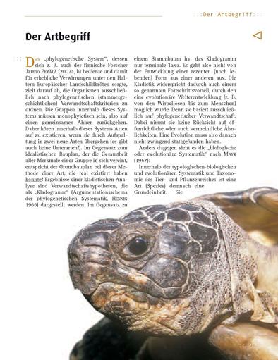 Beispielinhalt (Bild) Breitrandschildkröte