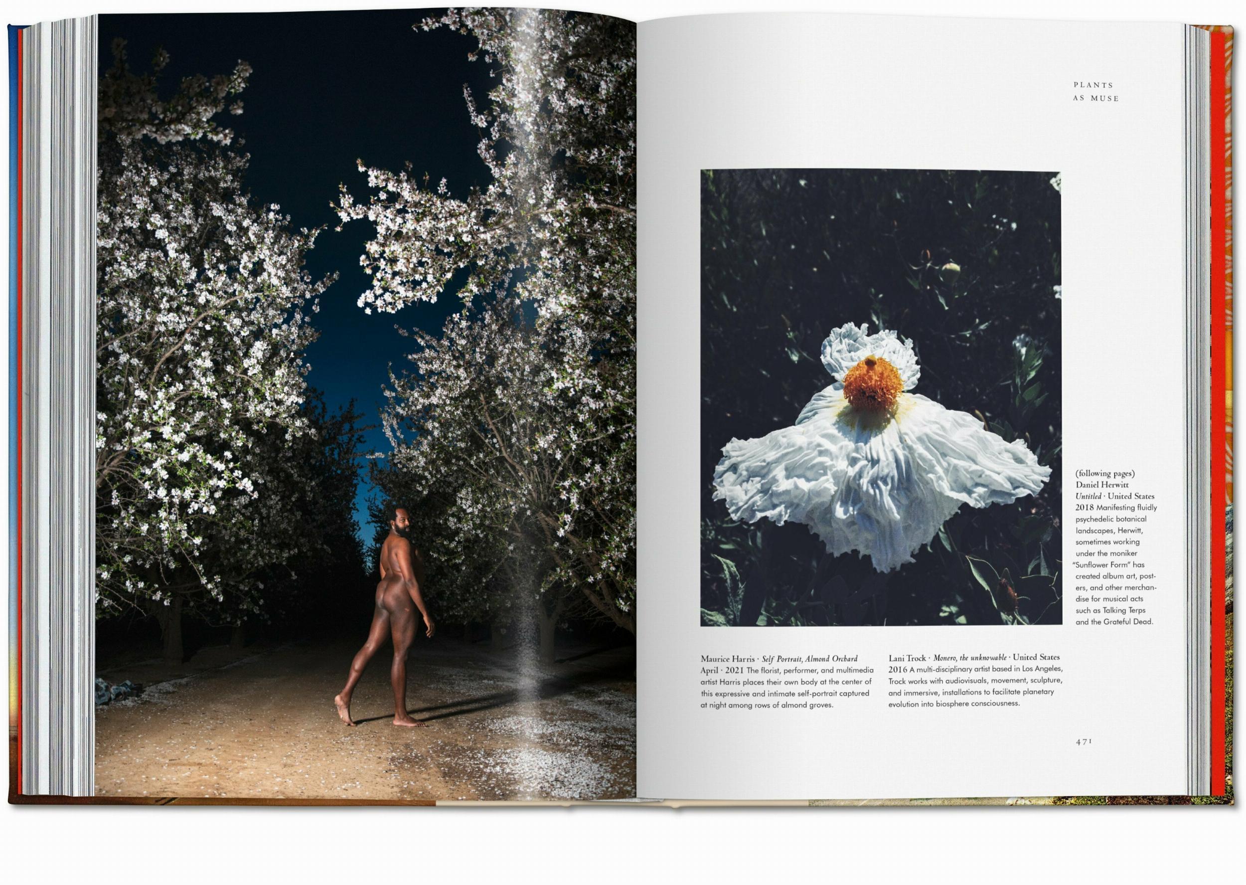 Beispielinhalt (Bild) Pflanzen-Magie. Bibliothek der Esoterik