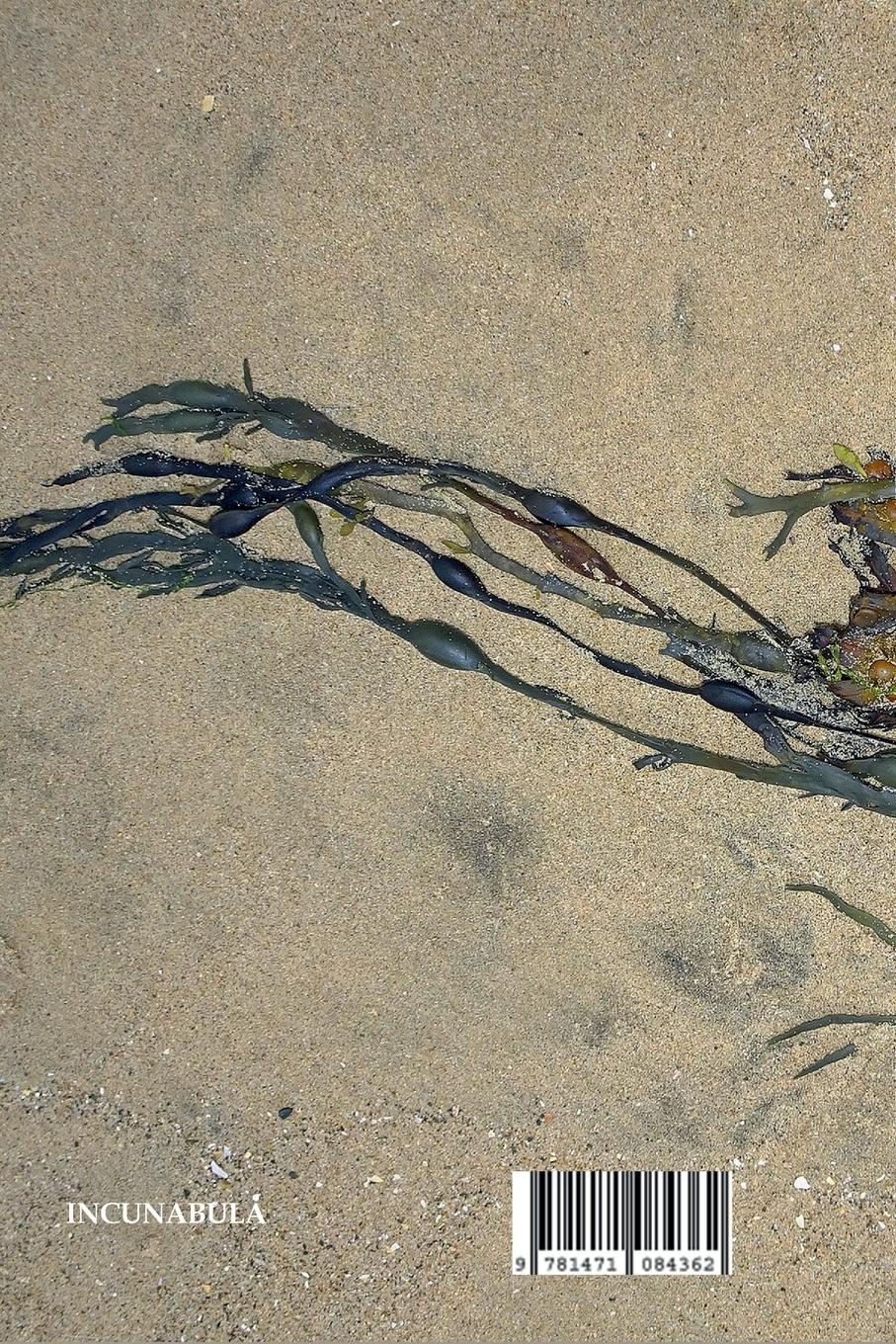 Rückseitencover The Sea Witch