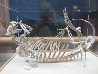 Autorenbild Wechsel-Blut - Kriminaler Roman von der Olympic Peninsula