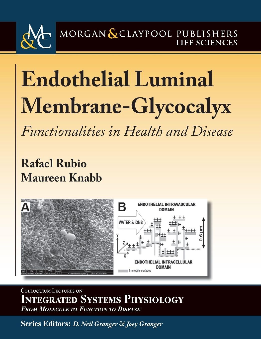 Vorderes Coverbild Endothelial Luminal Membrane-Glycocalyx