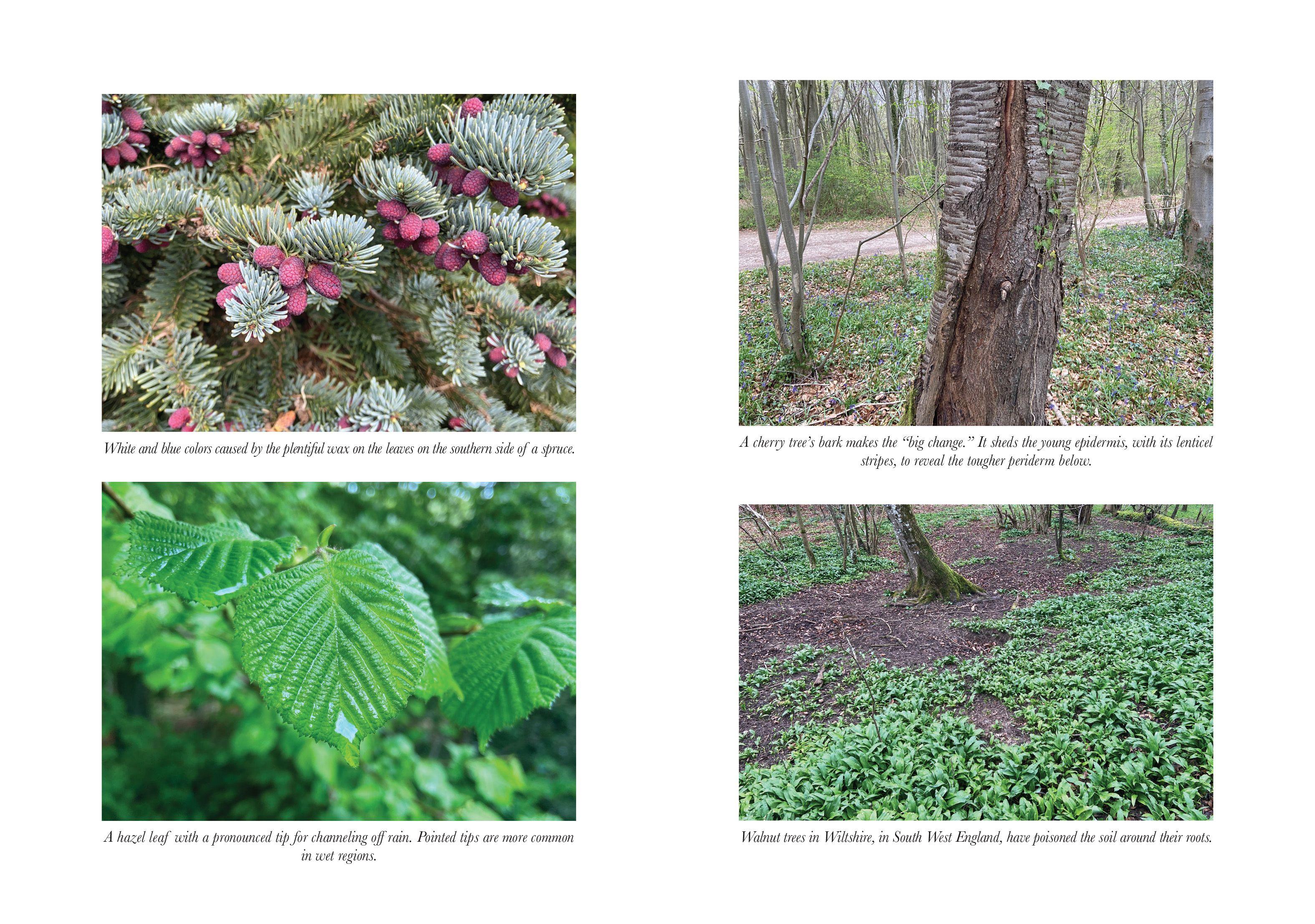 Beispielinhalt (Bild) How to Read a Tree