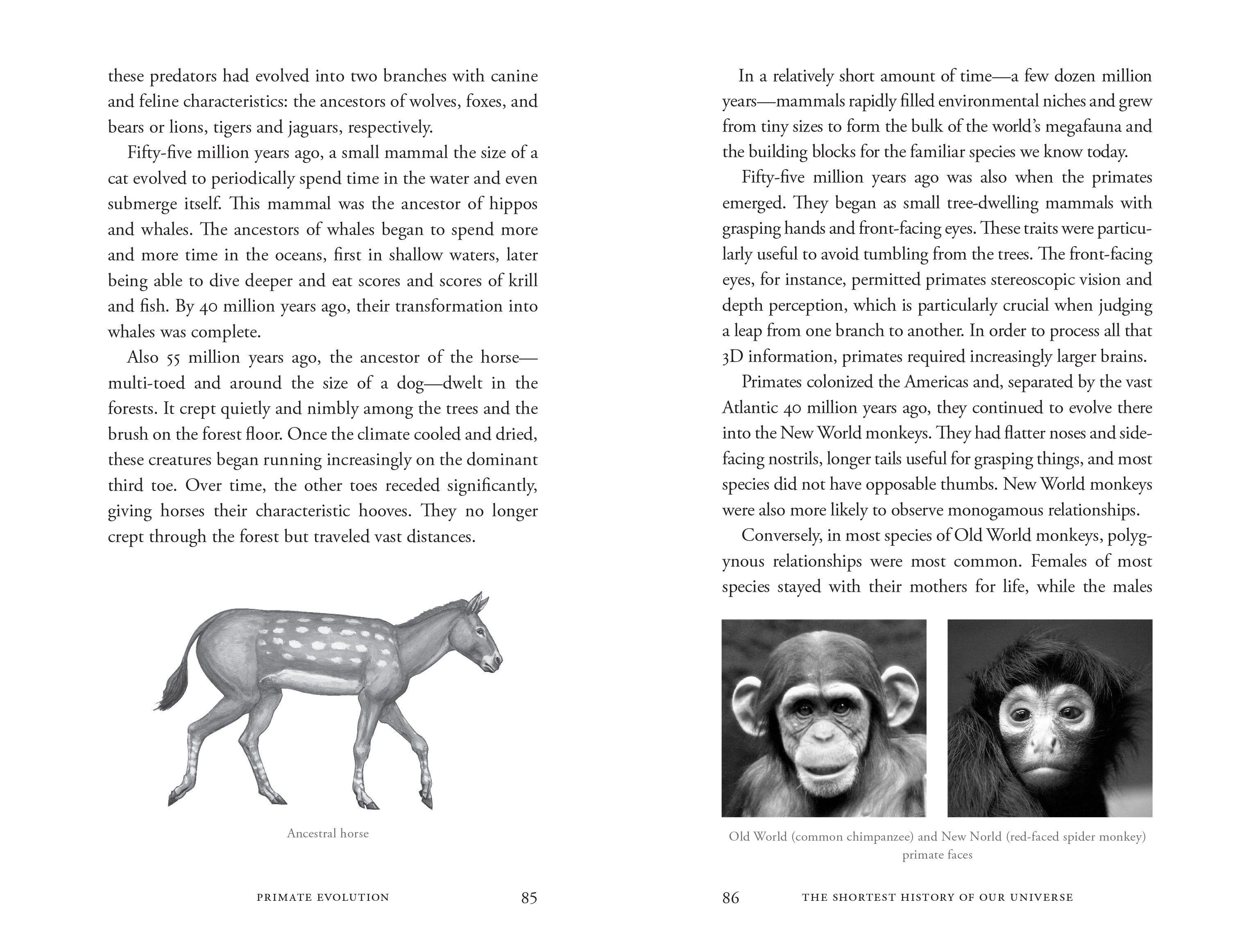 Beispielinhalt (Bild) The Shortest History of Our Universe