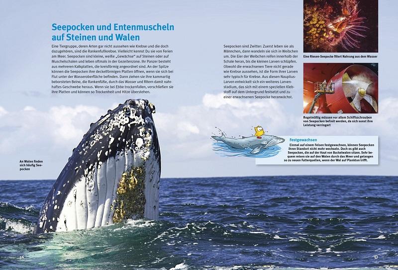 Beispielinhalt (Bild) Entdecke die Krebse