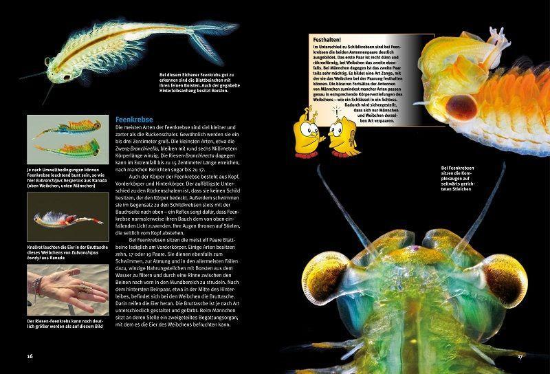 Beispielinhalt (Bild) Entdecke die Urzeitkrebse