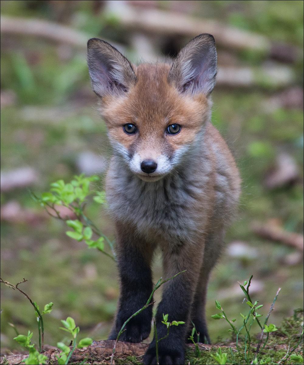 Beispielinhalt (Bild) Das verborgene Leben der Füchse